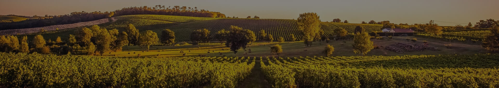 Marras Lamprecht Shiraz 2022