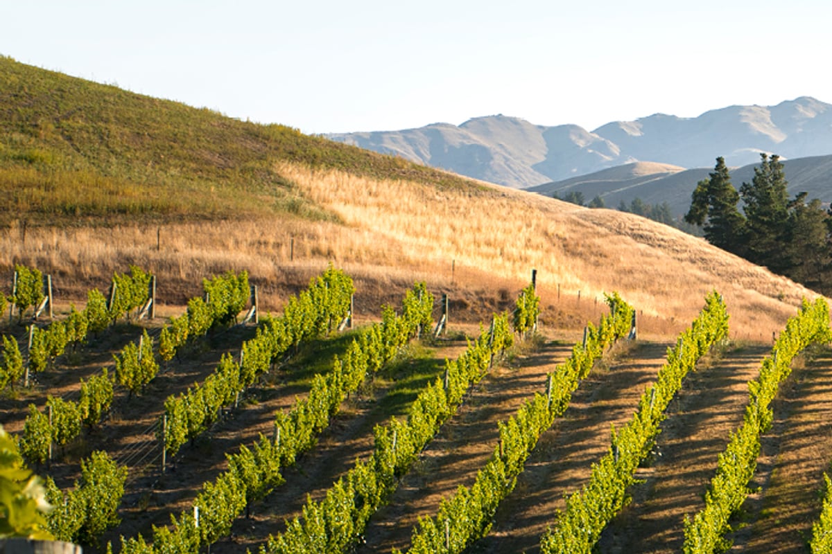 Vineyard rows in the Marlborough hills at golden hour, New Zealand