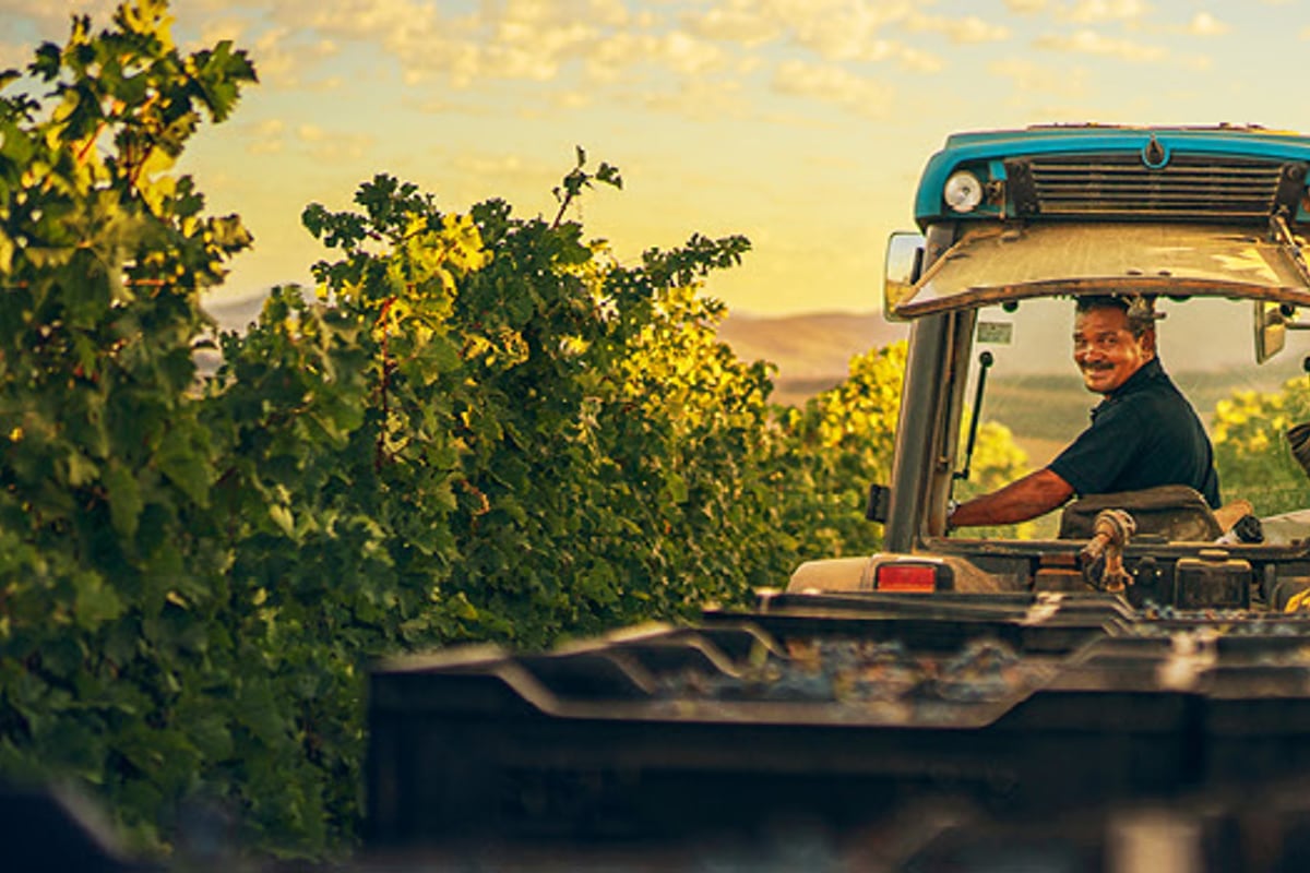 A worker harvesting grapes by tractor at golden hour in a South African vineyard